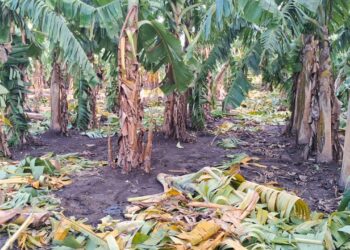 Agricultura auxilia productores de plátanos afectados por los fenómenos atmosféricos de los últimos días