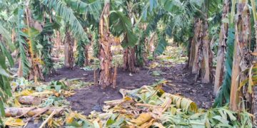 Agricultura auxilia productores de plátanos afectados por los fenómenos atmosféricos de los últimos días