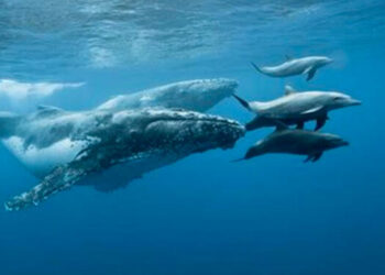 El 23 de julio de cada año se lleva a cabo el Día Mundial de las Ballenas y Delfines