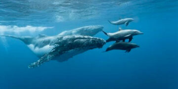 El 23 de julio de cada año se lleva a cabo el Día Mundial de las Ballenas y Delfines