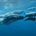 El 23 de julio de cada año se lleva a cabo el Día Mundial de las Ballenas y Delfines