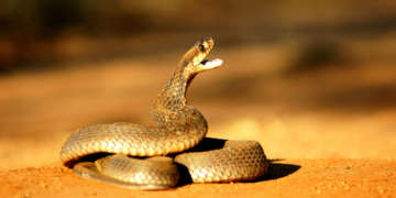 Algunos mitos y verdades sobre las serpientes