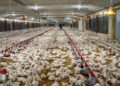 La Asociación de Avicultura asegura libra del pollo se mantiene a 42 pesos por libra en granja