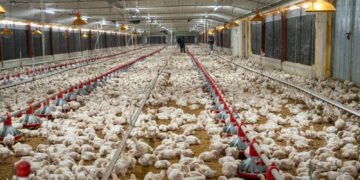 La Asociación de Avicultura asegura libra del pollo se mantiene a 42 pesos por libra en granja