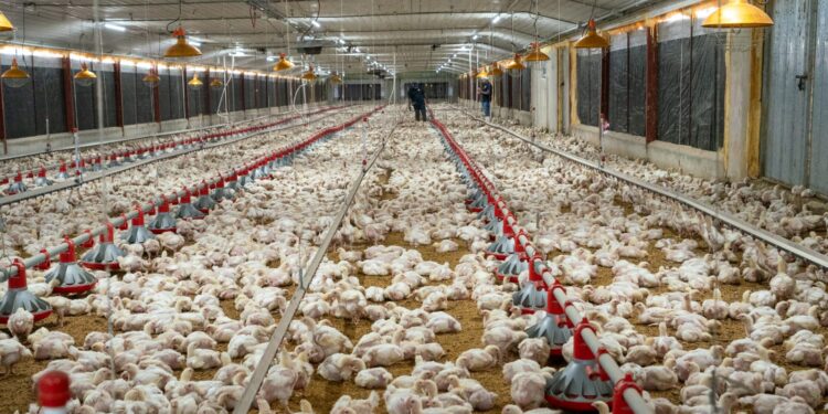 La Asociación de Avicultura asegura libra del pollo se mantiene a 42 pesos por libra en granja