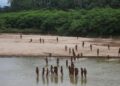 Descubren tribu aislada en una zona de la Amazonia peruana