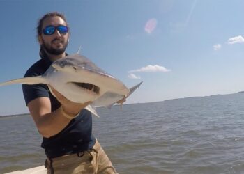 Tiburones en las costas de Brasil dan positivo a cocaína
