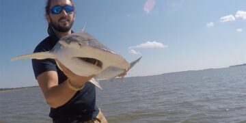 Tiburones en las costas de Brasil dan positivo a cocaína