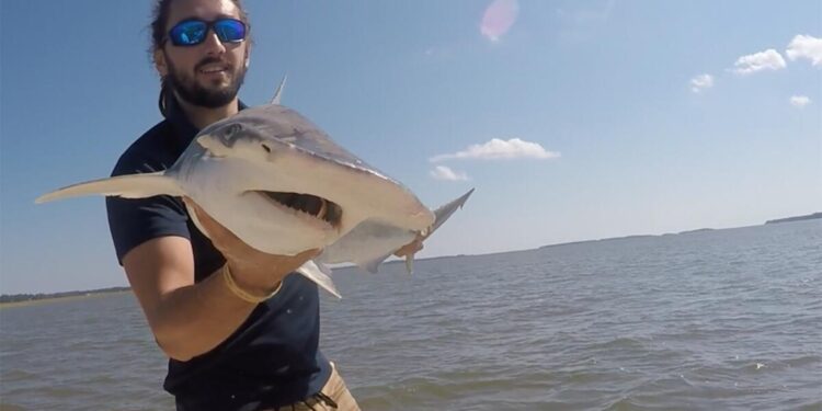 Tiburones en las costas de Brasil dan positivo a cocaína