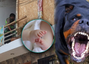 Perros matan a bebé de tres meses dentro de una vivienda