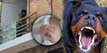 Perros matan a bebé de tres meses dentro de una vivienda