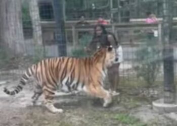 Policía busca mujer que entró a jaula de tigre en zoológico para tocarlo