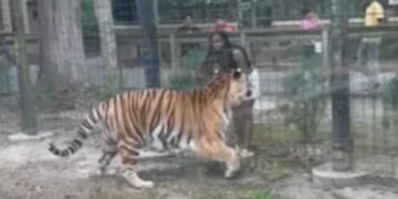 Policía busca mujer que entró a jaula de tigre en zoológico para tocarlo