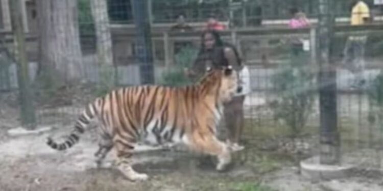 Policía busca mujer que entró a jaula de tigre en zoológico para tocarlo