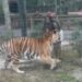 Policía busca mujer que entró a jaula de tigre en zoológico para tocarlo