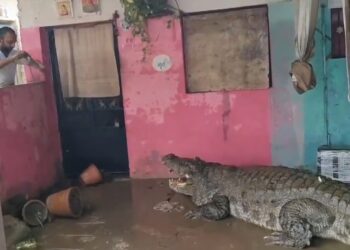 Lluvias dejan 28 muertos en India y dan paso a una invasión de cocodrilos