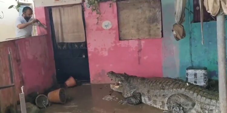 Lluvias dejan 28 muertos en India y dan paso a una invasión de cocodrilos