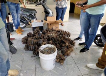 Senpa y Medio Ambiente incautan cargamento de mariscos en veda eran transportados en autobús de pasajeros