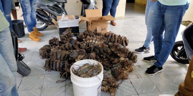 Senpa y Medio Ambiente incautan cargamento de mariscos en veda eran transportados en autobús de pasajeros