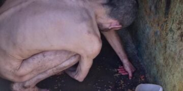 Logran traslado urgente de privado de libertad con trastornos de salud mental al centro Padre Billini tras informe de la Defensa Pública