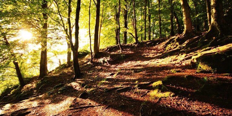 Día Mundial de la Salud Ambiental: con el objetivo de concienciar a la población de la importancia de cuidar el planeta