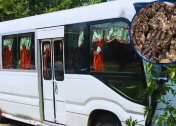 Hombre arrestado por transportar más de 300 jaibas en autobús