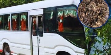 Hombre arrestado por transportar más de 300 jaibas en autobús