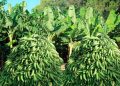 Agricultura llama población a comer plátanos ante sobreproducción del producto