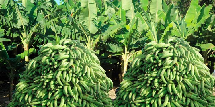 Agricultura llama población a comer plátanos ante sobreproducción del producto