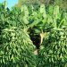 Agricultura llama población a comer plátanos ante sobreproducción del producto