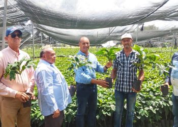 Agricultura y FECADESJ entregan material de siembra a pequeños productores de San Juan