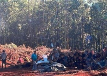 Talan cientos de árboles centenarios en Jarabacoa para construcción de una estación de combustibles