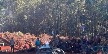 Talan cientos de árboles centenarios en Jarabacoa para construcción de una estación de combustibles