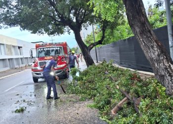 Alcaldía del DN cierra los parques y retira árboles caídos tras fuertes lluvias