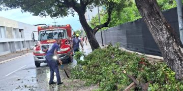 Alcaldía del DN cierra los parques y retira árboles caídos tras fuertes lluvias