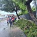 Alcaldía del DN cierra los parques y retira árboles caídos tras fuertes lluvias