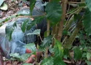 Hallan cadáver en estado de descomposición con cabeza cercenada en Barahona