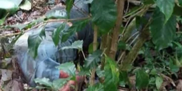 Hallan cadáver en estado de descomposición con cabeza cercenada en Barahona