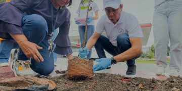 Alcaldía del DN continúa su Plan de Arbolado en Santo Domingo