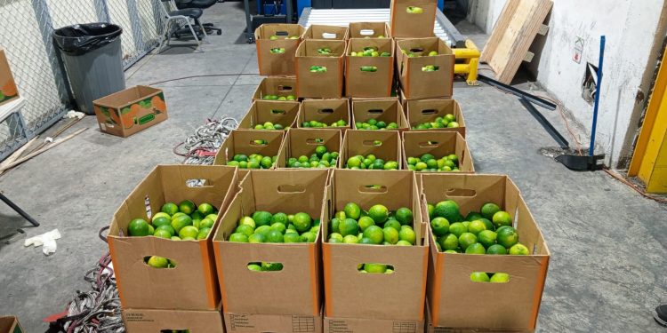 Nueva modalidad: Piezas de cerámica que simulaban ser limones estaban rellenas de cocaína
