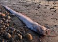El mítico “Pez del juicio final” aparece por segunda vez en playa de California