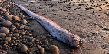 El mítico “Pez del juicio final” aparece por segunda vez en playa de California