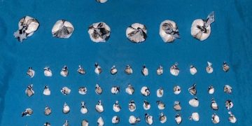 DNCD continua operativos contra del microtráfico en la provincia de San Cristóbal