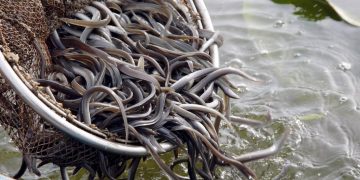 Dos pescadores de anguilas mueren tras ser arrastrados por crecida de río Nizao en Miches