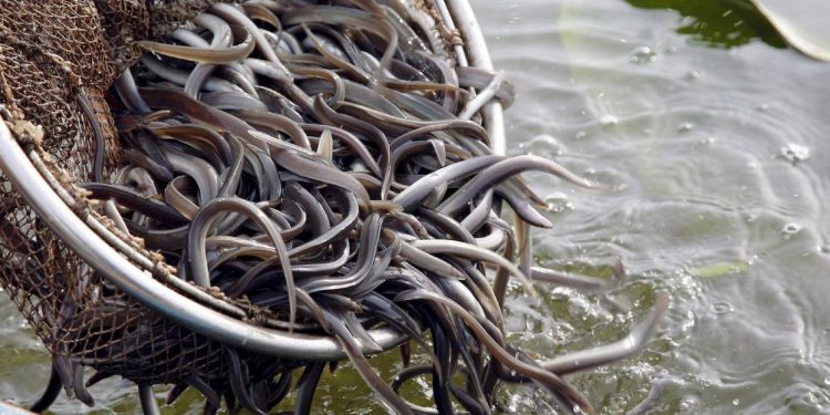 Dos pescadores de anguilas mueren tras ser arrastrados por crecida de río Nizao en Miches
