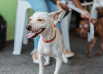 Alcaldía DN realiza jornada de bienestar para perros y gatos