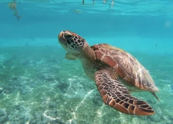 Al menos tres muertos y 32 hospitalizados por comer carne de tortuga en Filipinas