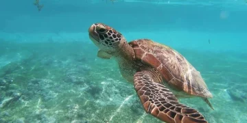 Al menos tres muertos y 32 hospitalizados por comer carne de tortuga en Filipinas