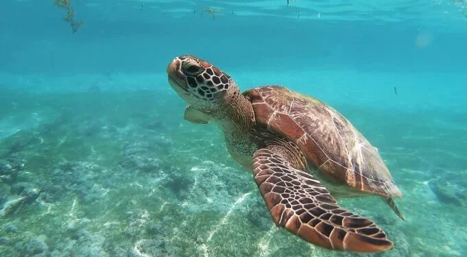 Al menos tres muertos y 32 hospitalizados por comer carne de tortuga en Filipinas