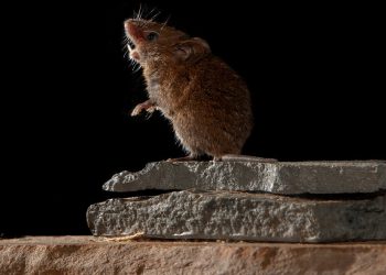 Ratas se drogan con narcóticos incautados en estación policial de Texas